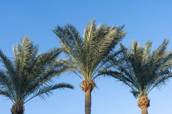棕榈树蓝色<strong>的</strong>天空棕榈树热带海岸<strong>椰子树夏天</strong>树
