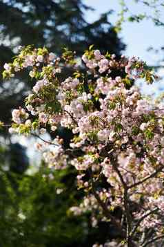 分支盛开的樱花公园第比利斯乔治亚州