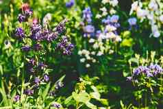 美妙的风景如画的夏天草坪上紫色的蓝铃花花