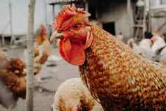 美丽的特写镜头鸡首页农场牲畜管家有机农业概念母鸡红色的扇贝相机