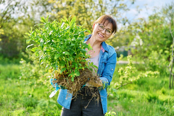 美丽的中间岁的女人<strong>扎根</strong>夹竹桃圆锥花植物相机