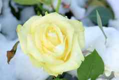 象牙白色玫瑰
