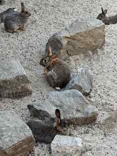兔子坐着沙子石头前视图