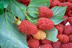 成熟的甜蜜的树莓关闭树莓背景分支浆果