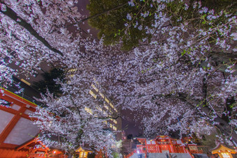 meisei樱桃花朵花花园神社