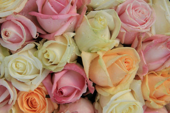粉红色的橙色白色玫瑰