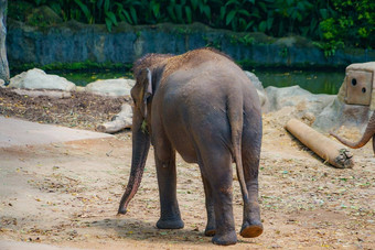 <strong>大象</strong>新加坡动物园