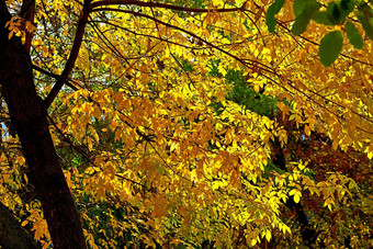 秋天金图片传播分支机构明亮的黄色的橙色叶子