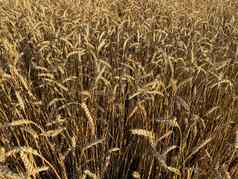 全景视图金小麦场夏天小麦场阳光明媚的一天