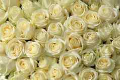集团白色玫瑰花婚礼装饰