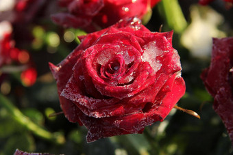 磨砂红色的玫瑰