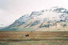 马吃草草地脚雪山冰岛