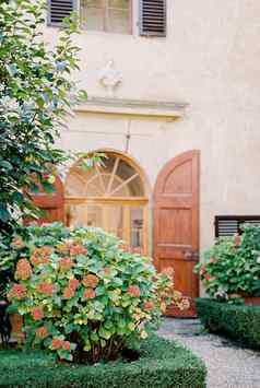盛开的绣球花生长花园别墅意大利弗洛伦斯
