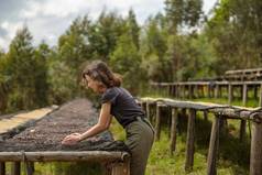 女旅游挑选咖啡豆子手掌干燥站