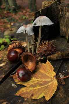 秋天生活秋天森林蘑菇栗子叶子