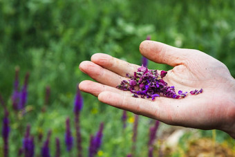 集合<strong>药用</strong>草本植物<strong>草药</strong>医生收集圣人Herbal治疗