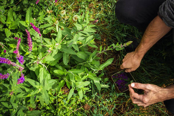 集合药用草本植物草药医生收集圣人Herbal治疗