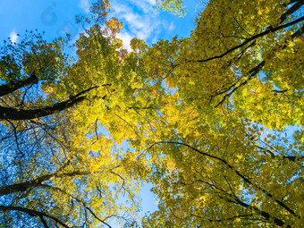 秋天生动的黄色的绿色枫木树蓝色的天空背景完整的框架向上视图