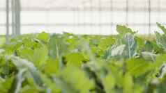 极端的特写镜头绿色蔬菜叶子种植有机农场培养农药