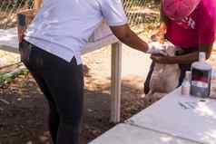 拉丁美洲兽医给口服疫苗流浪狗