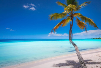 <strong>热带</strong>天堂加勒比海滩棕榈树高峰卡纳saona岛