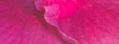 横幅宏摘要真正的美丽的自然可爱的背景明亮的粉红色的紫色的温柔的软花瓣布鲁姆热带花植物开花花植物设计装饰问候快乐夏天太阳卡
