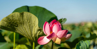 粉红色的莲花花摇摆风背景绿色叶子莲花场湖自然环境