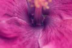 宏摘要真正的美丽的自然可爱的背景明亮的粉红色的紫色的温柔的软花瓣布鲁姆热带花植物开花花植物设计装饰问候快乐夏天太阳情绪卡