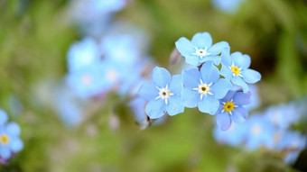 小蓝色的花瓣勿忘我花特写镜头