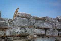 蜥蜴爬行动物毁了古老的玛雅文明墨西哥