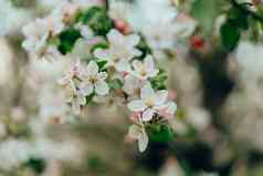春天复活节白色花苹果开花花园自然背景盛开的视图开花开放花瓣分支机构树