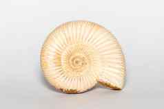 图像亚扪人白色背景化石海贝壳