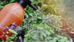 园丁浇水罗勒植物日益增长的首页花园新鲜的叶子genovese)草质量医学烹饪香料神圣的坦蒂