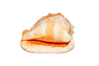 图像海壳牌橙色黑 醋栗科努塔白色背景海底动物海贝壳角头盔壳牌