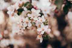春天复活节粉红色的花樱桃开花花园自然背景盛开的视图开花开放花瓣分支机构树