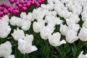 全景照片美丽的明亮的白色郁金香大花床上城市花园特写镜头五彩缤纷的花全景