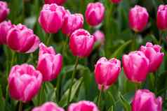 美丽的郁金香明亮的粉红色的颜色种植大花圃绿色叶子粉红色的郁金香阳光明媚的一天