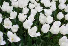全景照片美丽的明亮的白色郁金香大花床上城市花园特写镜头五彩缤纷的花全景