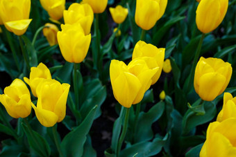 照片城市公园郁金香小巷照片黄色的郁金香盛开的
