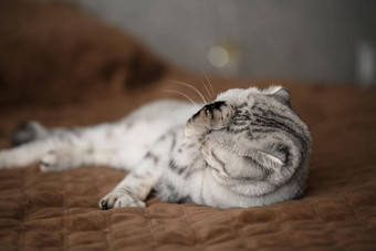美丽的灰色的大苏格兰褶皱猫苏格兰褶皱宠物好玩的猫