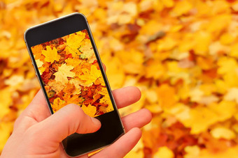 模糊背景秋天移动相机采取图片智能手机自然秋天叶子地面关闭手电话采取照片电话自然秋天叶子背景秋天使照片移动电话图片