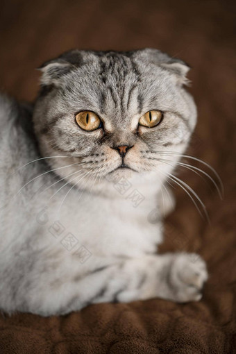 美丽的灰色的大苏格兰<strong>褶皱</strong>猫苏格兰<strong>褶皱</strong>宠物好玩的猫