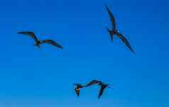 fregat鸟群飞蓝色的天空背景常客墨西哥