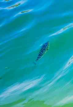 热带鱼游泳绿色绿松石蓝色的水常客墨西哥