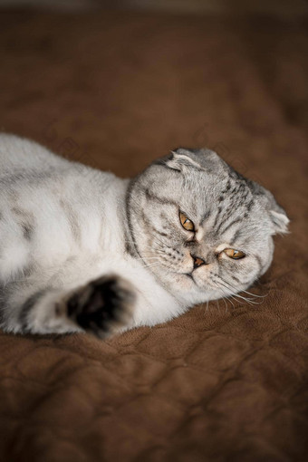 美丽的灰色的大苏格兰褶皱猫苏格兰褶皱宠物好玩的猫