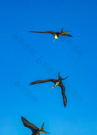 fregat鸟群飞蓝色的天空背景常客墨西哥