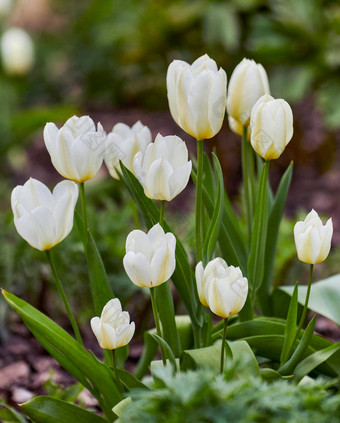 白色<strong>郁金</strong>香花园美丽的白色<strong>郁金</strong>香花园早期春天