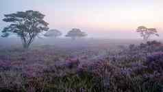须德莱特国家公园Veluwe紫色的粉红色的希瑟布鲁姆盛开的加热器Veluwe