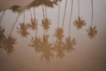 反射棕榈树海洋