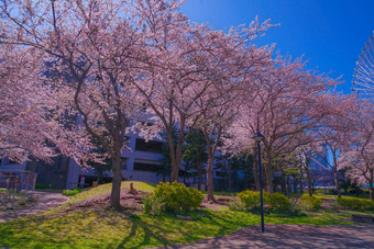 城市完整的布鲁姆城市横滨minato,